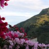 Flowers for CusaWQ