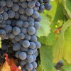 GrapesWQ